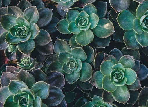 Mental Health Resources for Collegiate Sports Teams