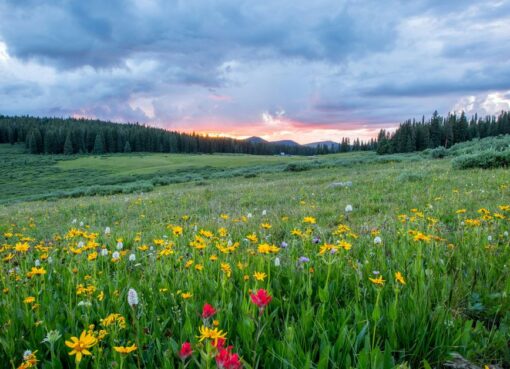 Navigating the NCAA Landscape Business of College Sports